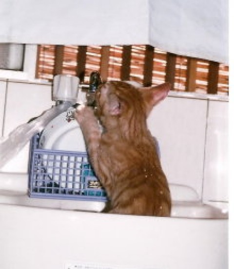 子猫は、好奇心旺盛