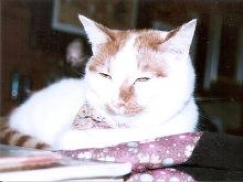 眠そうな（こまこ）サムネイル