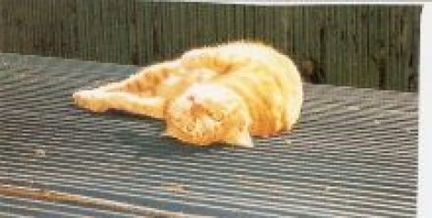 お空が高いにゃ～サムネイル