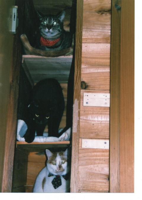 ねこマンション