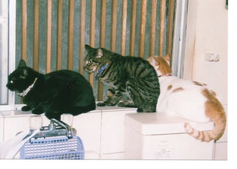 見かけない猫が