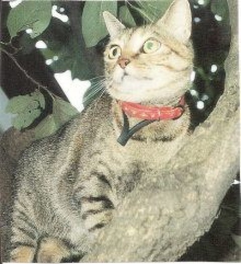何だろう？