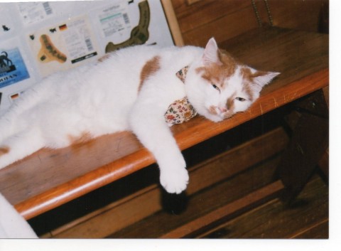 眠いにゃ～