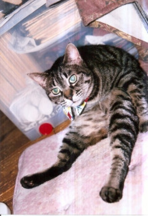 猫のヨガポーズ