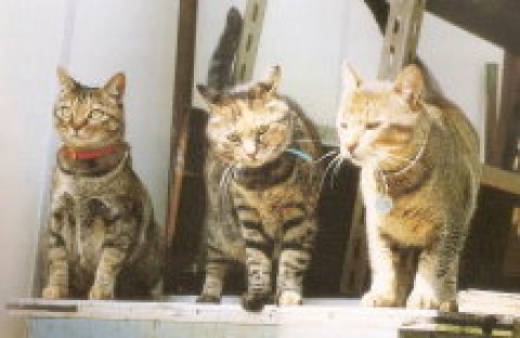 一列に並んでサムネイル