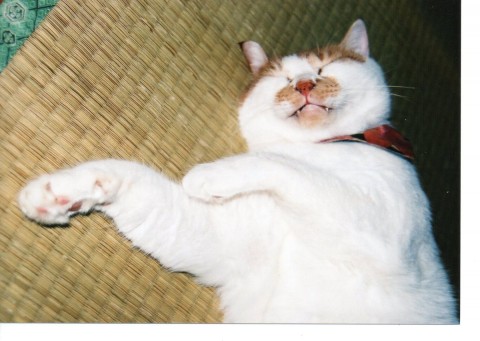 ホットする眠りのポーズサムネイル