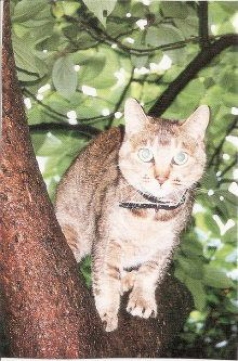 木登り大好き