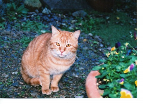 亡くなつたちゃとらんに似る気になる猫（こ）