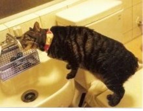 蛇口からの飲むの