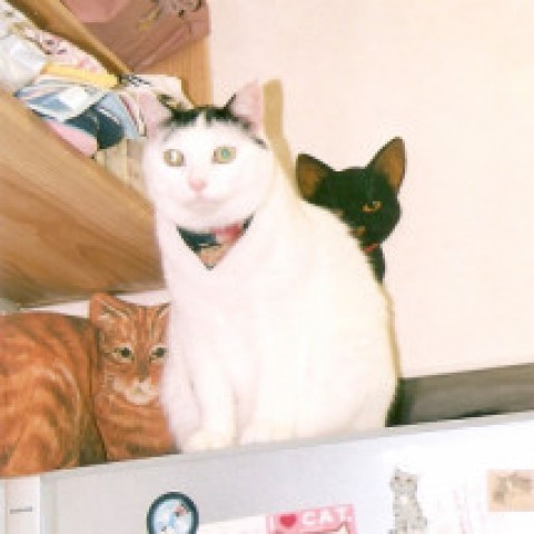 お行儀よく