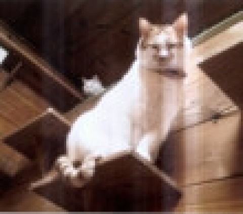 高みの見物