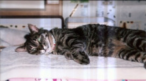 いつまでも子猫…