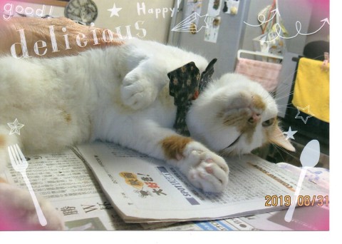 呼んだかにゃ～サムネイル