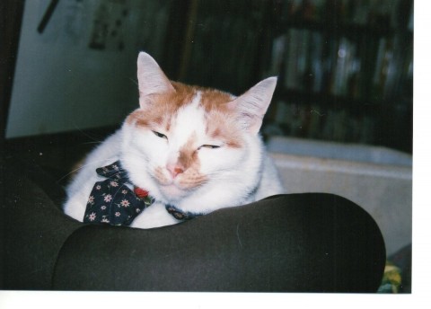 眠いニャ～