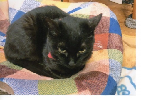 ハウスの上いいにゃ～