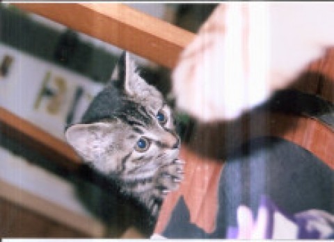 子猫の探求心に感服