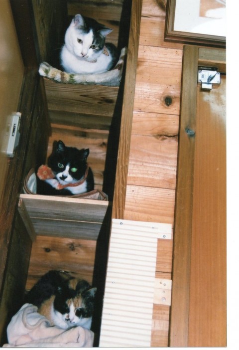 猫団地仲良く