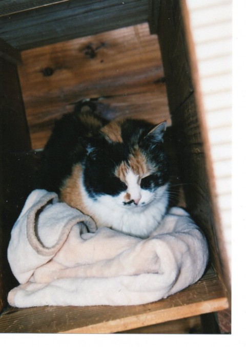 訳ありから引き取つた猫（子）いまだに100%心を開いてくれませんか