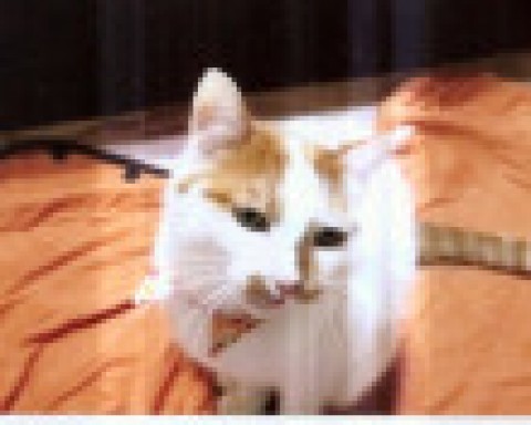 ね～お話ししよう
