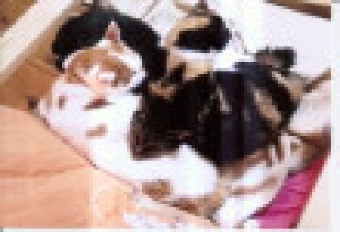 寒いときは一緒が最高