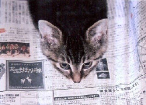 何が書いてあるのにゃ～サムネイル