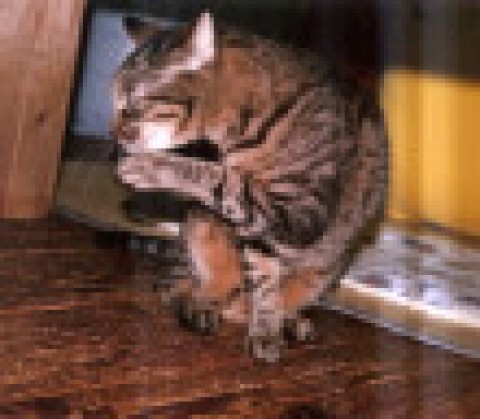 お手入れに夢中