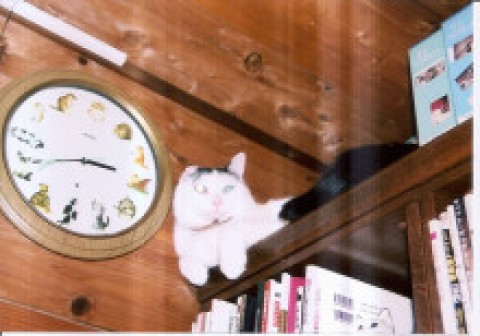 眺めがいいにゃ～