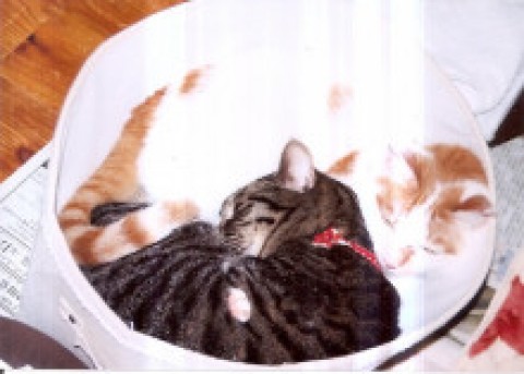 まだ一緒がいいにゃ～