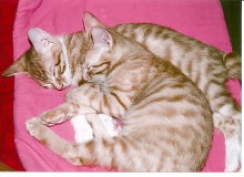 眠いにゃ～サムネイル