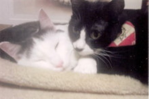 ね～遊ぼう……眠いにゃ～