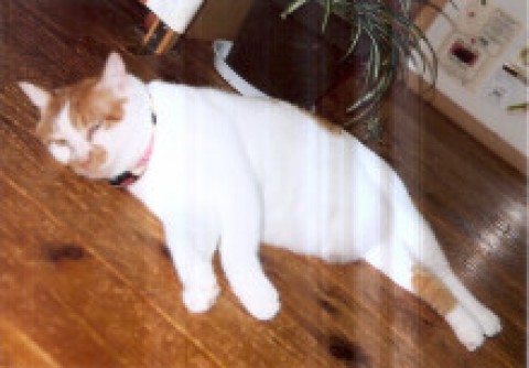 熱い時は板の感じいいにゃんん～