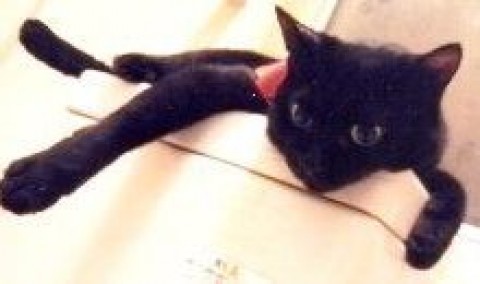 高みの見物、楽しいにゃ～サムネイル